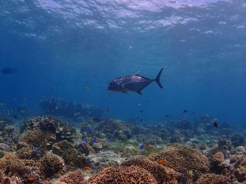 Cebu: Boat Diving Two Dive Tour in Olango Island - Transportation from Mactan hotels: convenient, but limited