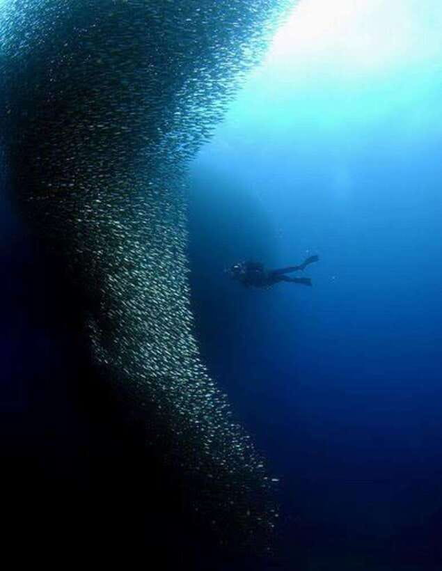 Cebu: Moalboal Scuba Diving, Sardines Run & Pescador Snorkel - Moalboal Sardines Run: The Silver Wall Moment