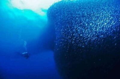 Cebu: Moalboal Scuba Diving, Sardines Run & Pescador Snorkel - Pescador Island Snorkel: Reefs, Caves, and Clear Water