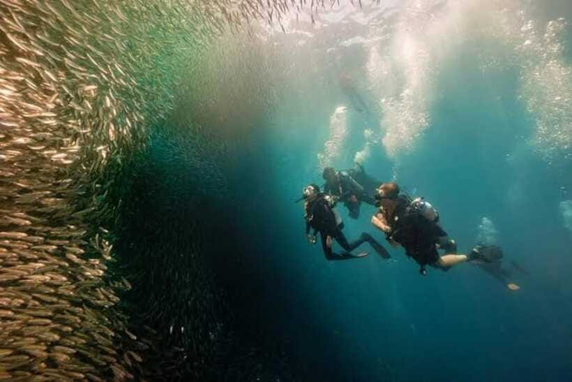 Cebu: Moalboal Scuba Diving, Sardines Run & Pescador Snorkel - Equipment, Photo Power, and Guide Reality