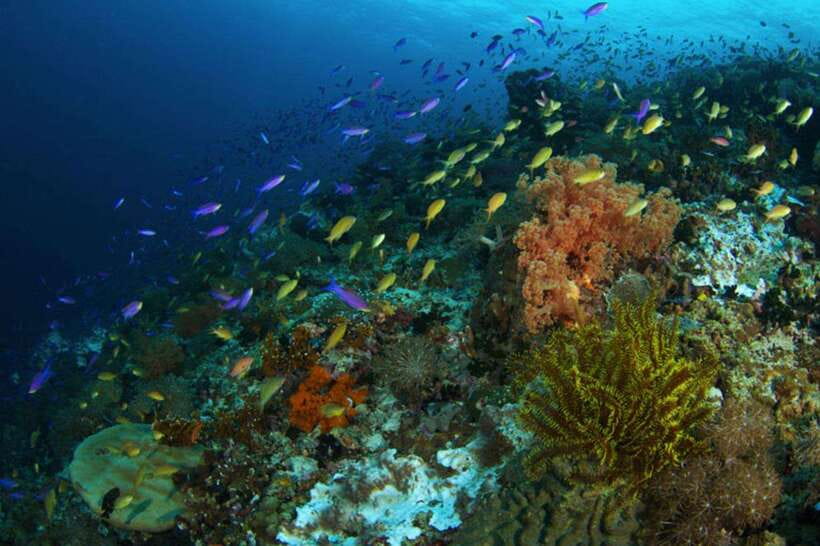 Cebu: Moalboal Scuba Diving, Sardines Run & Pescador Snorkel - Price and Value: What $133 Covers (and What It Doesn’t)