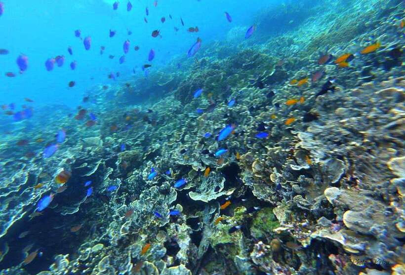 Cebu: Moalboal Scuba Diving, Sardines Run & Pescador Snorkel - Who Should Book This (and Who Should Skip It)