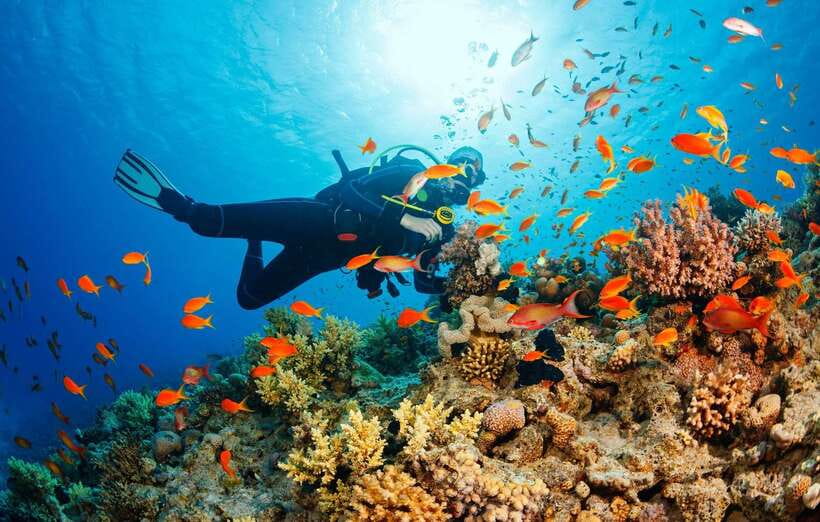 Cebu: Moalboal Scuba Diving with Sardines and Turtle Snorkel - Key Things to Know Before You Go