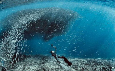 Cebu: Moalboal Scuba Diving with Sardines and Turtle Snorkel - How the 11-Hour Flow Works: Pickup, Scuba, Then Turtle Snorkel