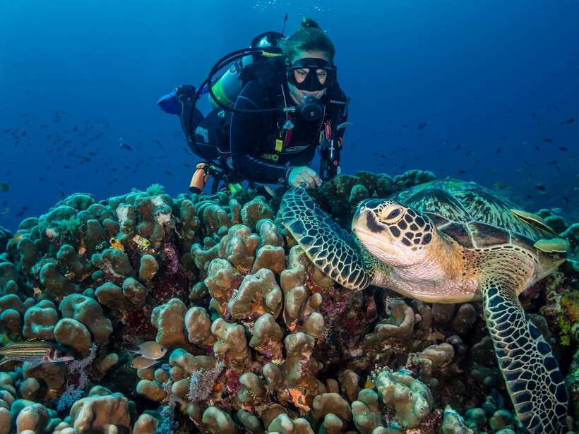 Cebu: Moalboal Scuba Diving with Sardines and Turtle Snorkel - Practical Tips for a Smooth Cebu Day