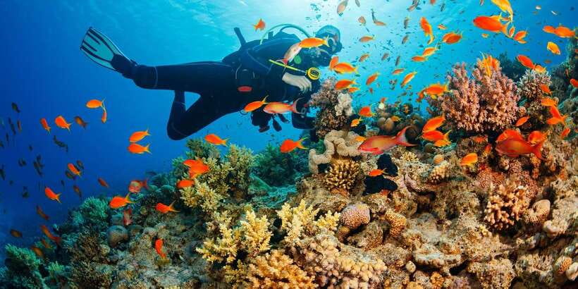 Cebu: Moalboal Scuba Diving with Sardines and Turtle Snorkel - Should You Book This Moalboal Sardines and Turtle Tour?