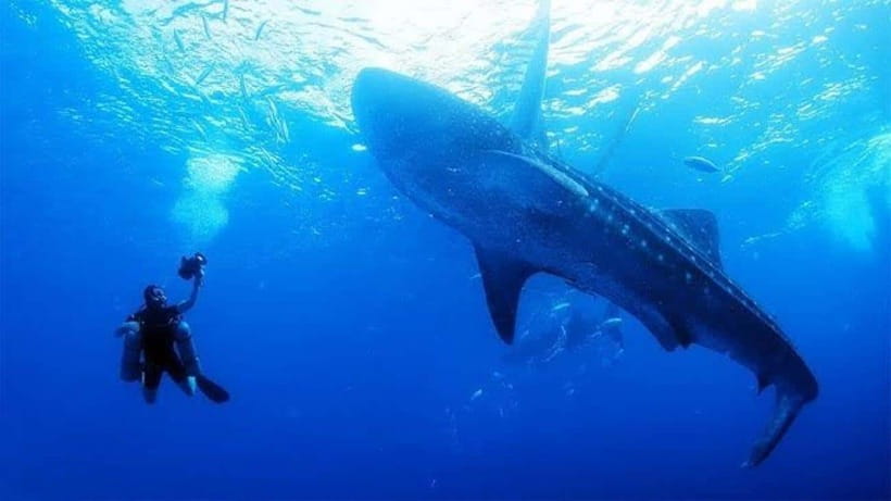 Cebu: Oslob Whaleshark Scuba Diving & Sumilon Sanctuary - Key points before you go