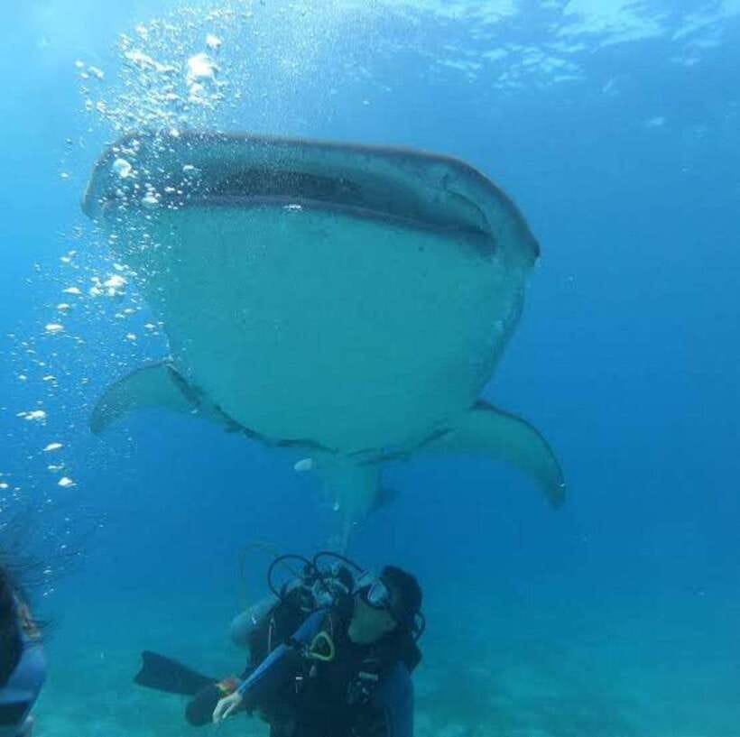 Cebu: Oslob Whaleshark Scuba Diving & Sumilon Sanctuary - Should You Book This Oslob Whale Shark + Sumilon Sanctuary Tour?