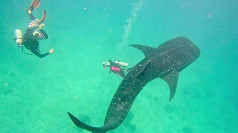 Cebu: Oslob Whaleshark Scuba Diving & Sumilon Sanctuary - Whale Sharks in Oslob: What Makes the Underwater Version Special