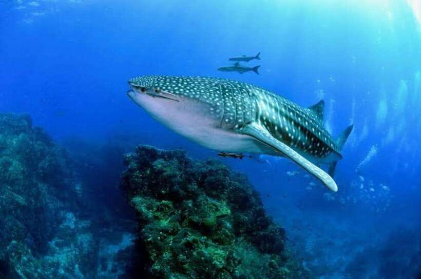 Cebu: Oslob Whaleshark Scuba Diving & Sumilon Sanctuary - Sumilon Sanctuary: Coral Gardens and Fish Life You Can Actually Spot