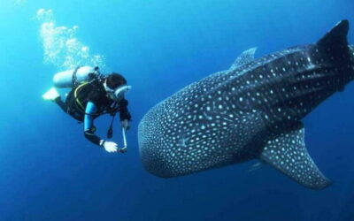 Cebu: Oslob Whaleshark Scuba Diving & Sumilon Sanctuary - The Oslob Portion: Timing, On-Water Expectations, and Photos