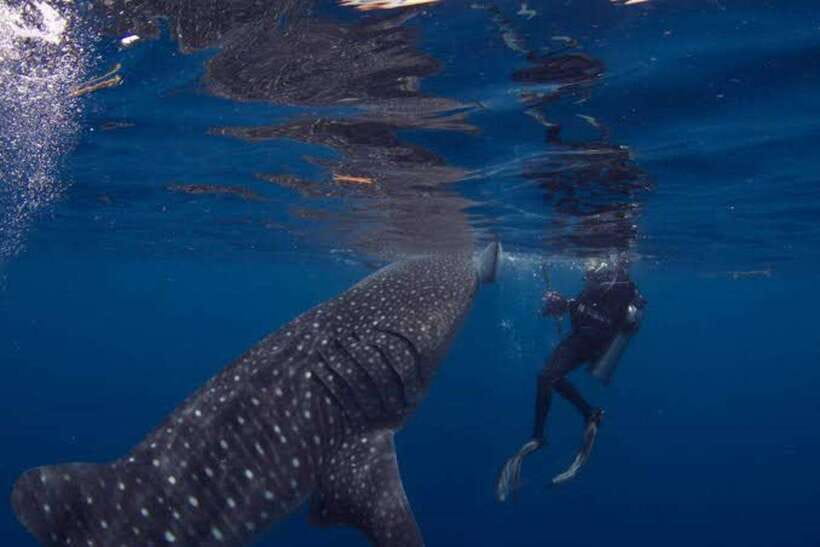 Cebu: Oslob Whaleshark Scuba Diving & Sumilon Sanctuary - How the 8-Hour Schedule Really Works (and Why It Matters)