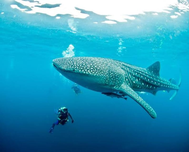 Cebu: Oslob Whaleshark Scuba Diving & Sumilon Sanctuary - Gear, Guides, and the Photo Setup You’ll Want