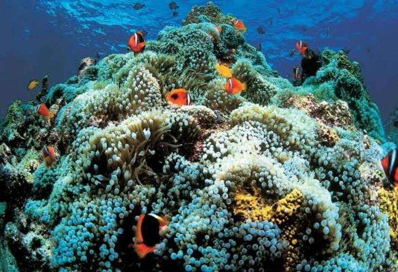 Cebu: Oslob Whaleshark Scuba Diving & Sumilon Sanctuary - Value and Price: Is $251 a Good Deal for This Day?