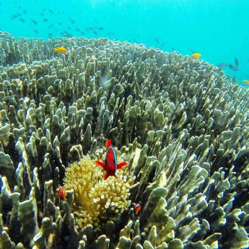 Cebu: Oslob Whaleshark Scuba Diving & Sumilon Sanctuary - Who This Tour Fits Best (and Who Should Skip It)
