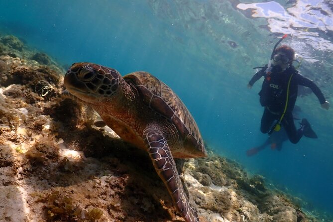 Cebu: Scuba Diving Experience beach entry in Mactan - Beach entry in Mactan: why this short walk is a big deal