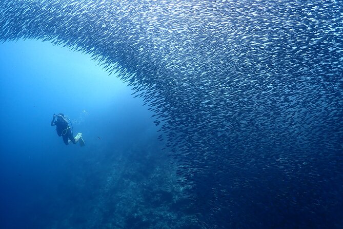 Cebu: Scuba Diving Experience beach entry in Mactan - Photo and video service: free keepsake, less pressure