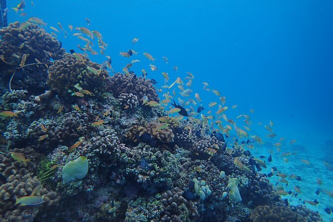 Cebu: Scuba Diving Experience beach entry in Mactan - The teaching sequence: briefing first, then 1-meter practice