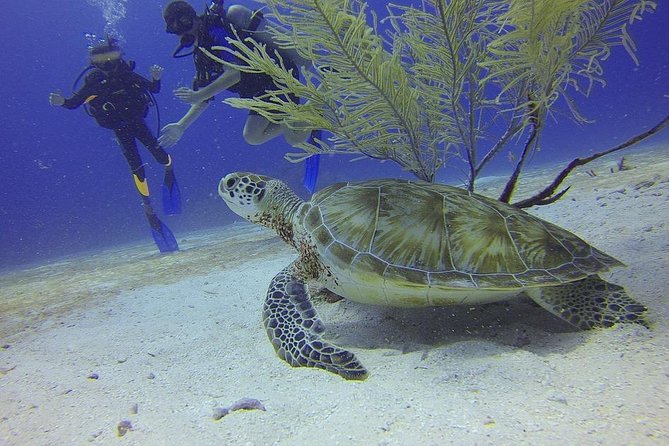 Certified 2-Tank Scuba Diving Tour from Montego Bay - Key highlights worth planning for
