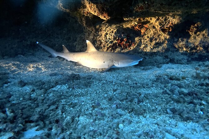 Certified Diver: 2-Tank Deep Wreck and Shallow Reef Dive Off Oahu - Gear, Snacks, and the Crew: The Real Value Add