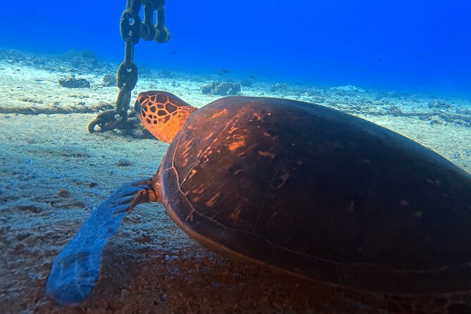 Certified Diver: 2-Tank Deep Wreck and Shallow Reef Dive Off Oahu - Price and Value: Why $248.81 Can Be a Good Deal