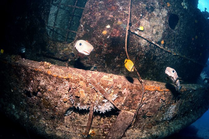 Certified Diver: 2-Tank Deep Wreck and Shallow Reef Dive Off Oahu - What to Bring (and What to Expect Underwater)
