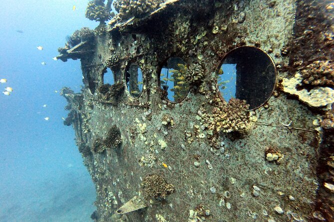 Certified Diver: 2-Tank Deep Wreck and Shallow Reef Dive Off Oahu - Shallow Pipe Reef: The Turtles-and-Eels Second Act