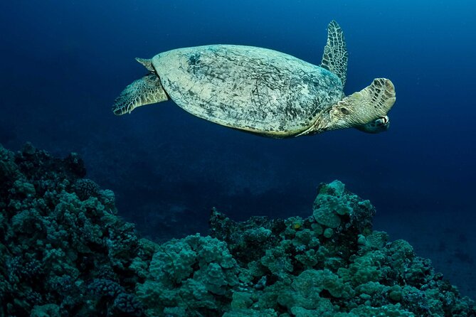 Certified Diver: 2-Tank Night Dive - The 5:30 pm start and the sunset-to-dark pacing