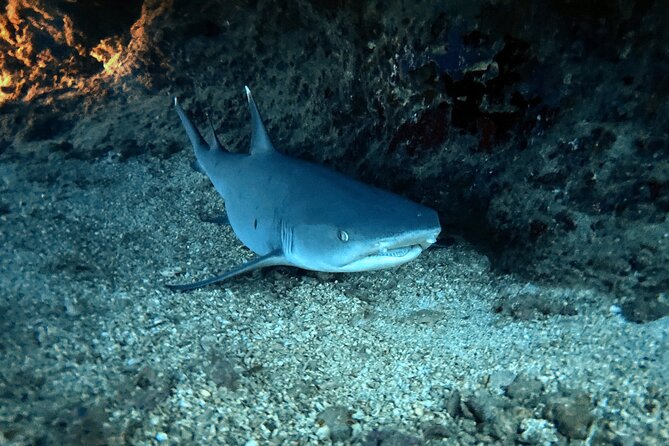 Certified Diver: 2-Tank Night Dive - Choosing the right guide team: safety plus serious fun