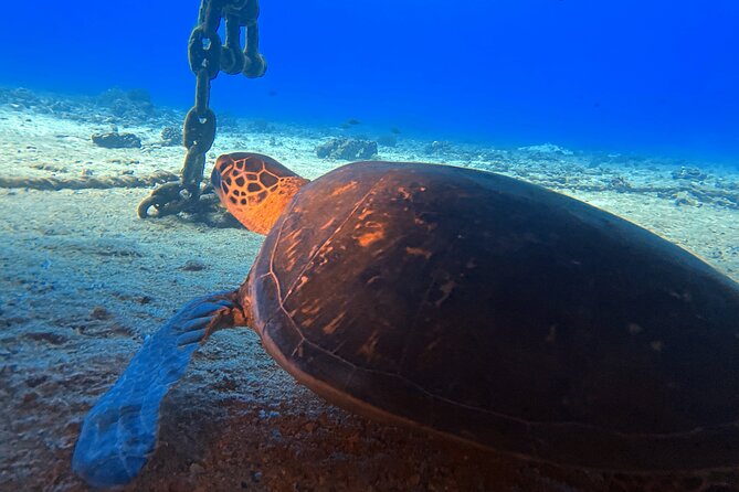 Certified Diver: 2-Tank Night Dive - What you can see at night: the animals and scenes people remember