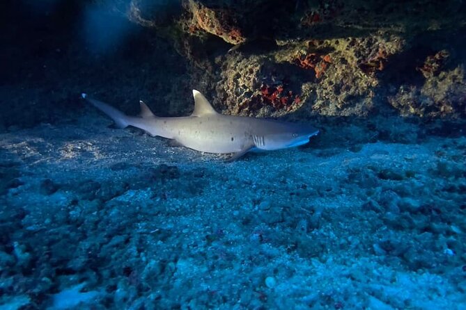 Certified Diver: 2-Tank Night Dive - Two underwater sessions: wreck time, then pipe life after dark