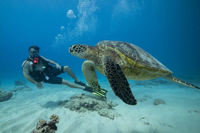 Certified Diver: 2-Tank Shallow Reef Dives off Oahu - Key highlights you’ll feel right away