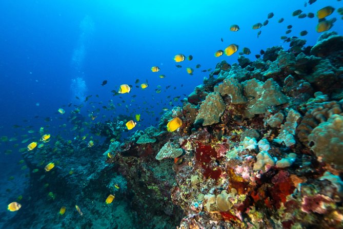 Certified Diver: 2-Tank Shallow Reef Dives off Oahu - Three hours of Oahu reef time from Kewalo Basin Harbor