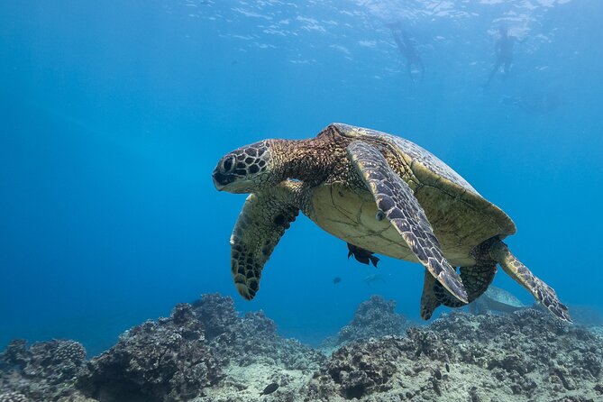 Certified Diver: 2-Tank Shallow Reef Dives off Oahu - Gear rental, snacks, and the little comforts that matter at sea level