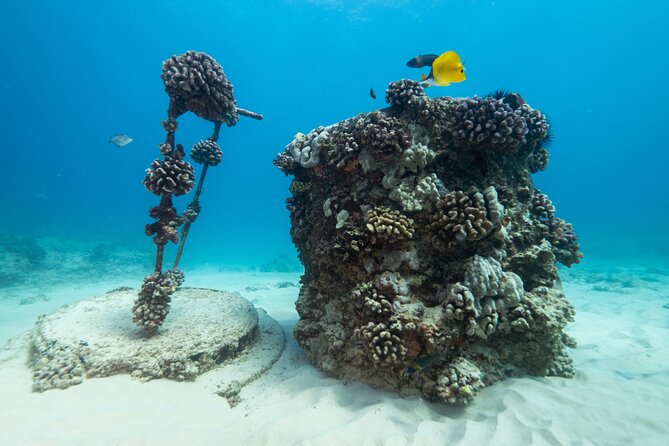 Certified Diver: 2-Tank Shallow Reef Dives off Oahu - Who this is best for on Oahu (and who should think twice)