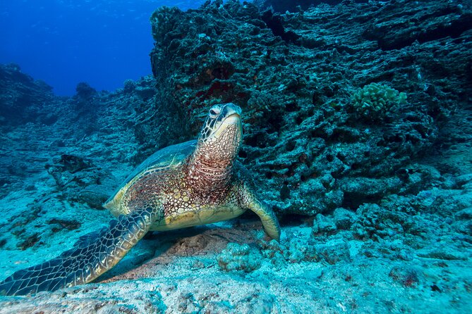 Certified Diver: 2-Tank Shallow Reef Dives off Oahu - Two shallow reef stops: what the 25 to 50 feet plan really means