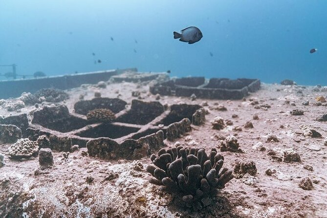 Certified Divers: Best 2-Tank Wrecks & Reef Boat Dive All Inclusive From Waikiki - Price and value: is $259 a fair deal for this format?