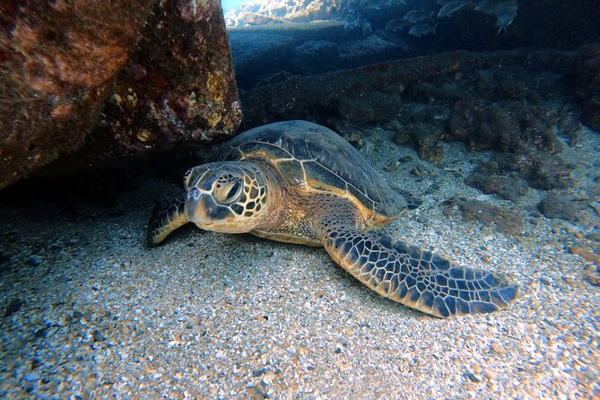 Certified Divers! Scuba dive the Ka'anapali Coast and more! - Key Highlights You’ll Care About