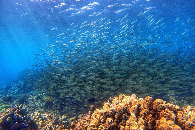 Certified Divers! Scuba dive the Ka'anapali Coast and more! - Certified-Only Runs With Real Structure