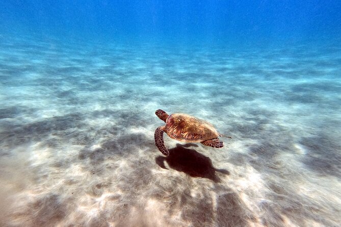 Certified Divers! Scuba dive the Ka'anapali Coast and more! - What You’ll Look For: Turtles, Sharks, Rays, and Tiny Critters