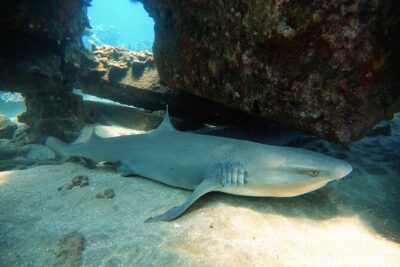 Certified Divers! Scuba dive the Ka'anapali Coast and more! - Small Groups Mean Less Chaos Underwater