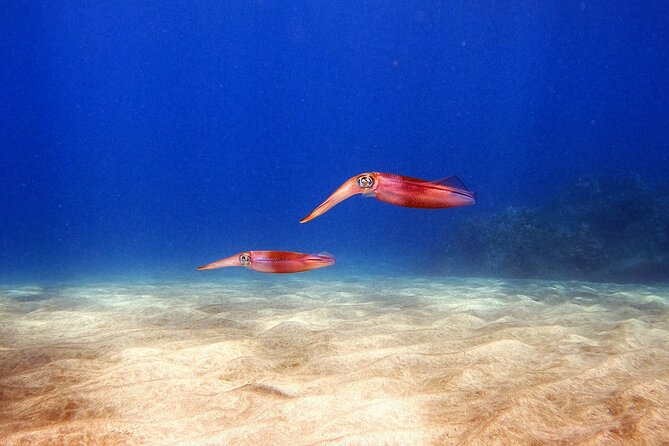 Certified Divers! Scuba dive the Ka'anapali Coast and more! - Likely Sites and What Each One Feels Like