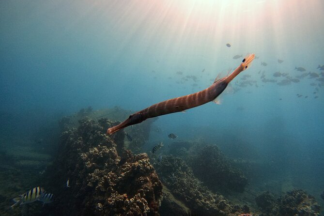 Certified Divers! Scuba dive the Ka'anapali Coast and more! - Equipment, Fees, and the Real Cost Math