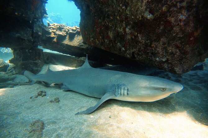 Certified Divers! Scuba dive the Ka'anapali Coast and more! - Small Groups Mean Less Chaos Underwater