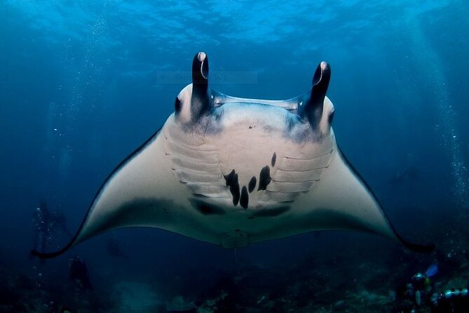Certified Scuba Dive with Manta Rays (Open Water Diver minimum) - Manta Point and Crystal Bay: why this pair works