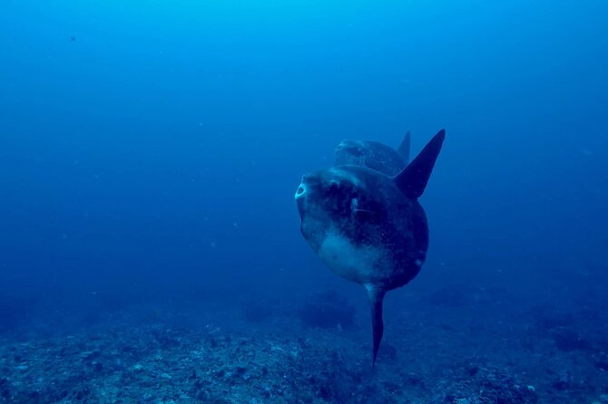 Certified Scuba Dive with Manta Rays (Open Water Diver minimum) - The schedule that shapes your day: 8:30 meet, 9:30 departure, return by 2:00