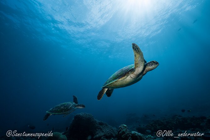 Certified Scuba Dive with Manta Rays (Open Water Diver minimum) - Certification and fitness: Open Water Diver minimum, plus what to bring