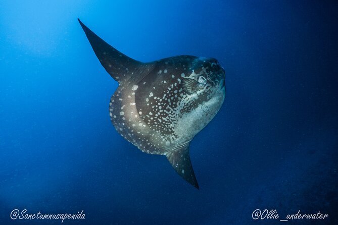 Certified Scuba Dive with Manta Rays (Open Water Diver minimum) - Small-group scuba guidance: max 10 travelers and a 1:4 ratio