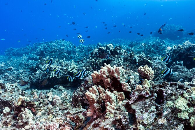 Certified Scuba Diving Along Two Shallow Reef Sites - Gear Included and Briefing-Ready: What You Should Expect Before Getting In