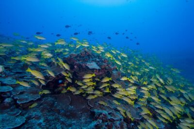 Certified Scuba Diving Along Two Shallow Reef Sites - One Boat, Split by Skill: How Everyone Stays Comfortable
